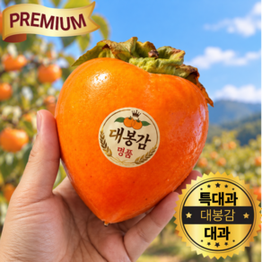 26년 햇 수확 고당도 대봉감 홍시 연시 곶감용 특대과, 5kg 대과 (17과내외), 1박스