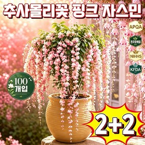 1+1 추사몰리꽃 자스민 추사몰리꽃 핑크자스민 폭포 자스민 추사몰리꽃 자스민 태국 수입 수선 재스민 태국 수입 수선 재스민 쟈스민 향기좋은 자스민 포장 증정