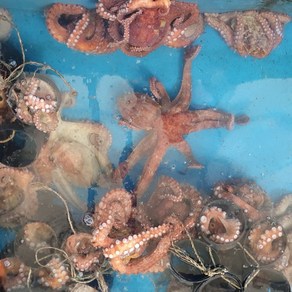 통영 자연산 돌문어, 1개, 무료배송(생물)돌문어 700g(1-4마리), (생물)돌문어 700g(1-4마리)