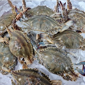[급냉] 연평도 알배기 암꽃게 절단꽃게 산지직송, 1개, 급냉 절단 꽃게 2kg