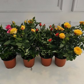 무배특가 식물공장 미니장미 사계장미 월동장미 4개발송 소품 10-25cm 149, 4개