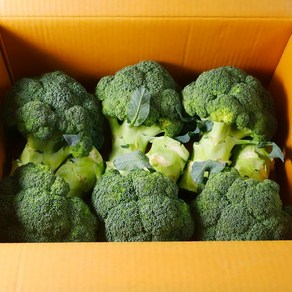 국내산 제주 햇 브로콜리, 2kg, 1개