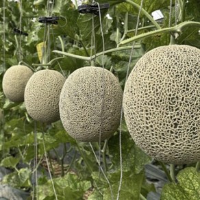 [하루딱30박스만] 고당도 메론 단샘마루 머스크 멜론, 1세트, 4kg 내외 / 2수~4수