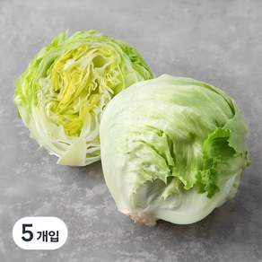 강원 양상추
