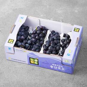 해풍머금은 잎맞춤 GAP 인증 송산 포도