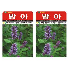아람종묘 방아 씨앗