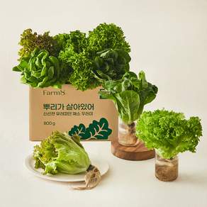 팜에이트 무농약 인증 뿌리가 살아있어 신선한 유러피안 채소 꾸러미