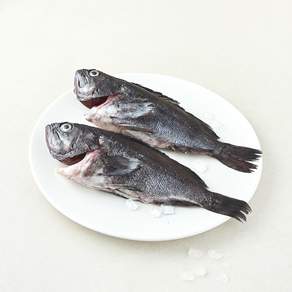 노량진 중도매인 90번 통 우럭 2미 매운탕용 (냉장)
