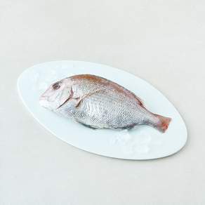 미감어보 국내산 손질 효온처리 통참돔 (냉장)