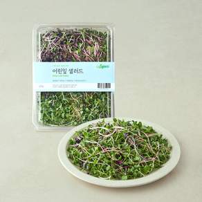 나물투데이 어린잎 샐러드