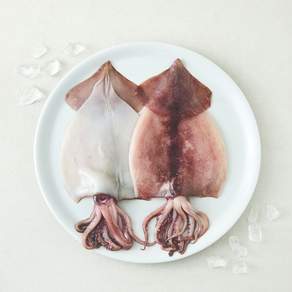 바다공방 96프로 주방 해방 오징어 (냉장)