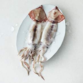 산지직송 일품 햇 선별 생물 오징어 2마리 (냉장)
