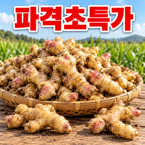 [파격초특가] 100프로국내산 흙생강 햇 생강