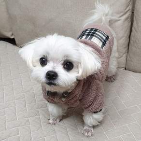 도기코디 반려동물 포켓 후리스 겨울 점퍼