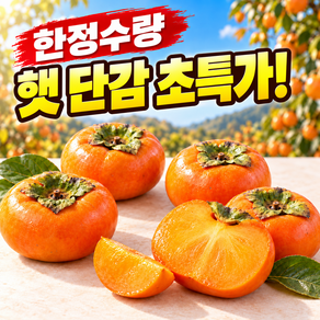 [50박스한정] 탐과원 산지직송 햇 단감 첫출시특가