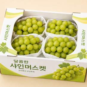 [한정초특가] 최대19brix 초고당도 당도선별 샤인머스캣