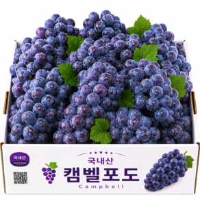 [마지막특가] 50박스만 고당도 당도선별 캠벨 포도