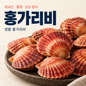 세척선별 생물 통영 제철 비단 홍 가리비