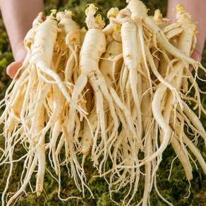 Fresh wild ginseng grown in Korea 5-6 years old washed wild ginseng 1kg (about 30 roots) 500g (about 15 roots)