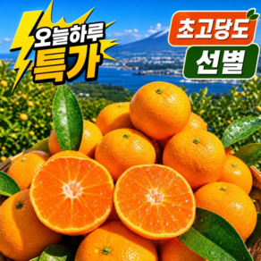 [다른귤과비교x] 초고당도 13brix 이상 타이벡 감귤 햇 제주 밀감