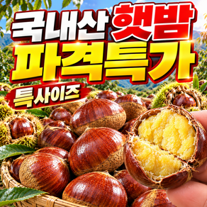 [가을한정특가] 산지직송 신선한 햇 밤 알밤