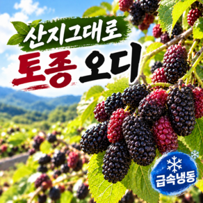 [과즙담긴 한알] 국산 냉동 토종오디