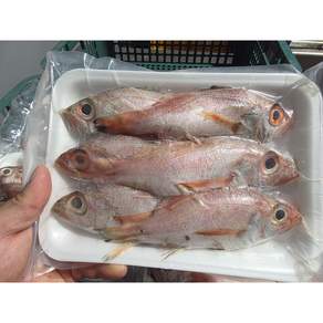 평화호 자연산 생선 잡어 구이1kg 5마리전후 3종