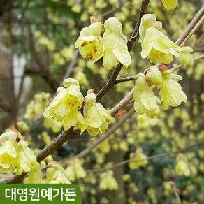 히어리나무 대품 개화주 봄꽃 노랑색꽃