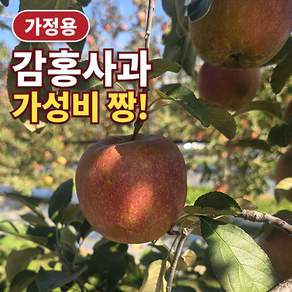 시즌한정특가 가성비가정용 국내산햇감홍사과 초고당도꿀사과 산지직송