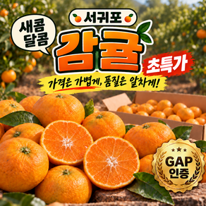 [신나는] 제주 서귀포 고당도 극조생 귤 산지직송 노지감귤 감귤