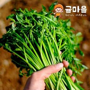 귤마을 향긋한 손질 세척 미나리 4kg