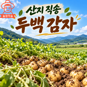 [파머스] 산지직송 포슬포슬 강원도 두백감자