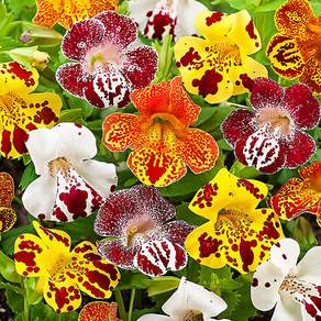 미뮬러스(Mimulus 황제꽃) 씨앗 소포장 대포장