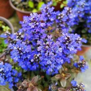 아주가 (Ajuga) 씨앗 20립 소포장