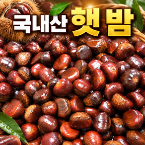 [국내산] 2026년 햇 밤 산지직송 알밤 대과