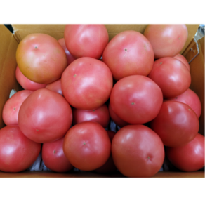 [산지직송] 강원 태백 고랭지 동양종 찰토마토 5kg 10kg 사이즈 혼합 실속상품 반짝세일 수량 한정