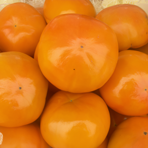 산지직송 당일선별 진영 단감