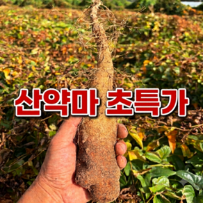 26년 햇 국산 마 산마 참마 생마 (가정용)