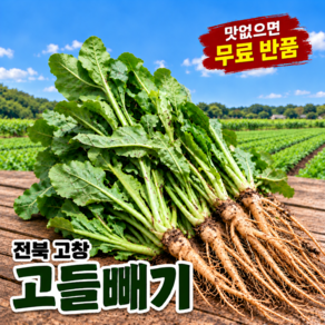 [쌉싸름한 밥상] 국내산 고창 생고들빼기 김치