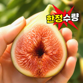 [초특가] 산지직송 꿀당도 영암 무화과