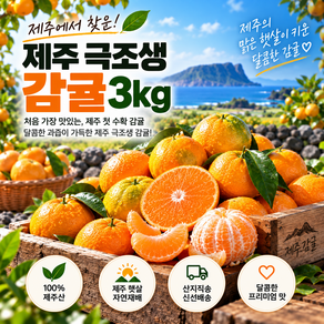 [작년맘카페1위] 제주산 극조생감귤 제주도 노지감귤