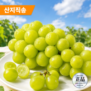 당도폭발 프리미엄 백화점납품 1등급 샤인머스캣