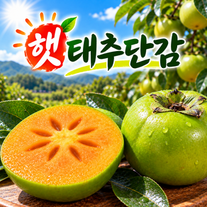 (고당도) 달콤하고아삭한 태추단감