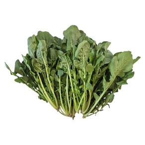 로케트루꼴라 1kg GAP인증 지평농부