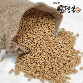 힘찬농부오달봉 국산 통밀