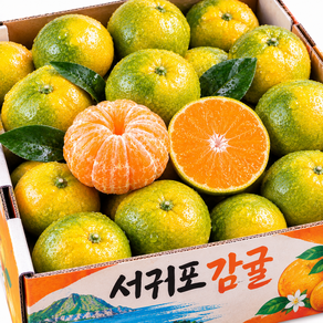 [당일수확배송] 서귀포 초고당도 극조생 귤