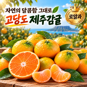 [단독특가] 제주 감귤 고당도 극조생 귤