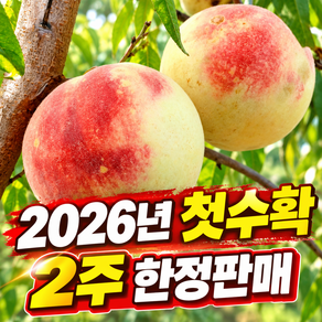 [첫수확특가] 설리복숭아 설아복숭아 고당도 예약판매1위