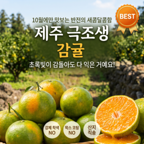 강제착색없는 첫수확 노지 햇 감귤 극조생 프리미엄 산지직송 로얄과