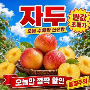 [선착순초특가] 산지직송 국내산 제철 자두
